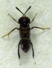 Encyrtus infelix