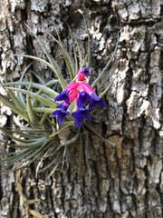 Tillandsia aeranthos