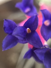 Tillandsia aeranthos