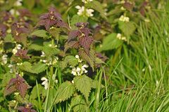 Lamium album