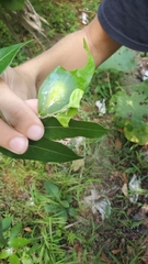 Gaeotis nigrolineata