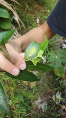 Gaeotis nigrolineata