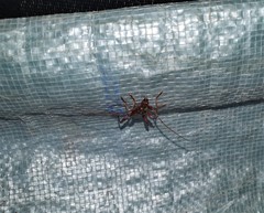 Coptocercus biguttatus