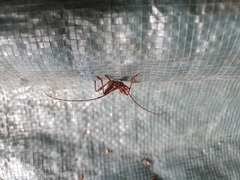 Coptocercus biguttatus