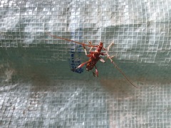 Coptocercus biguttatus