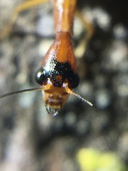 Raphidiidae