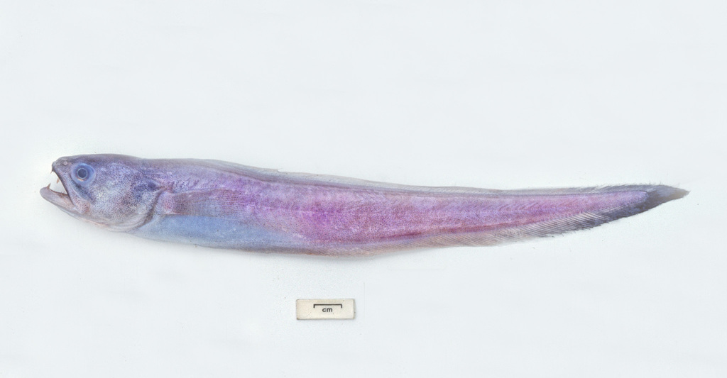Dogtooth Pearlfish