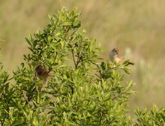 Cisticola lais