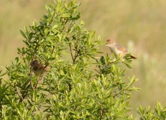 Cisticola lais
