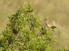 Cisticola lais