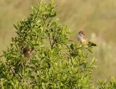 Cisticola lais