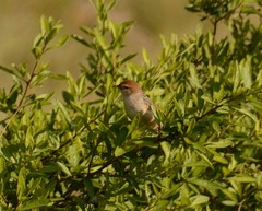 Cisticola lais