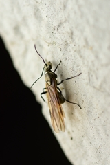 Polyrhachis cupreata