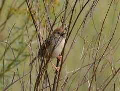 Cisticola lais