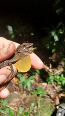 Anolis gundlachi