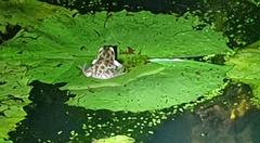 Hylambates maculatus