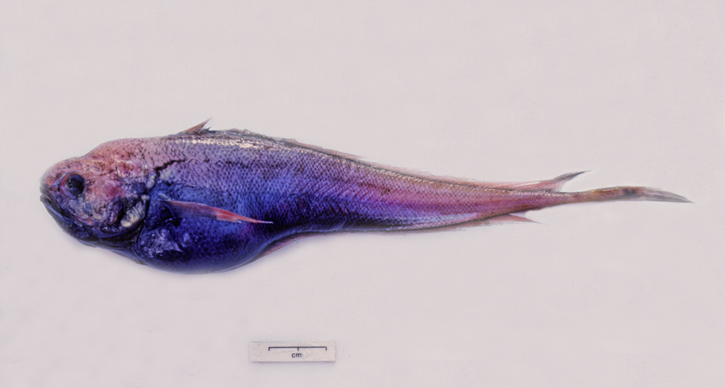 Longtail Cod