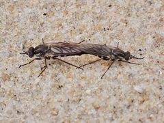 Anabarhynchus maritimus