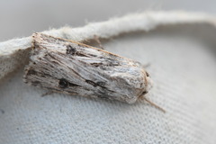 Agrotis sabine