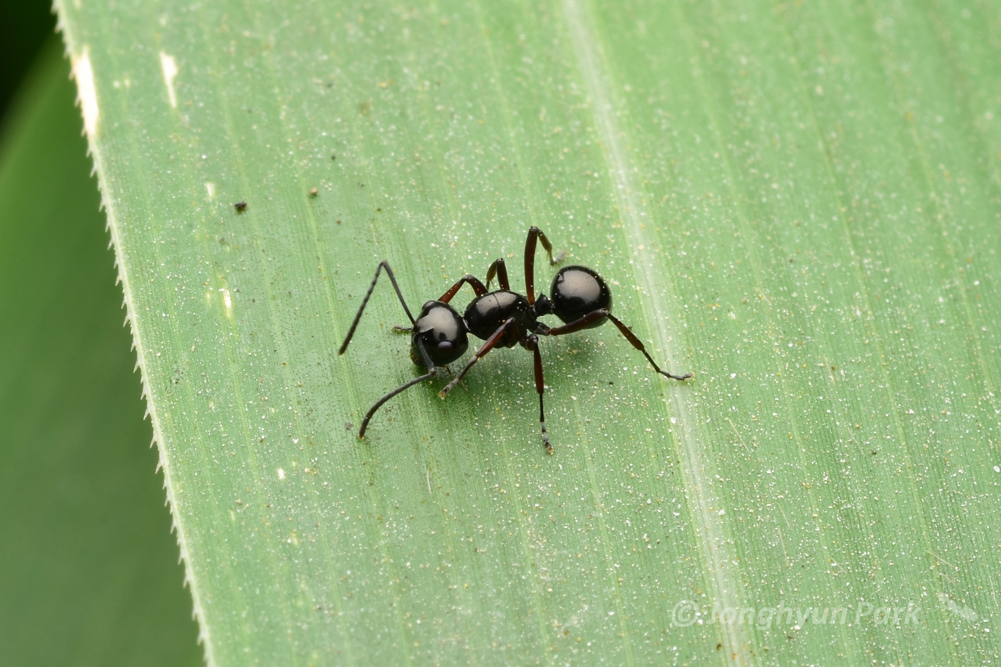 Polyrhachis abbreviata