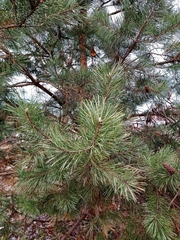 Pinus sylvestris