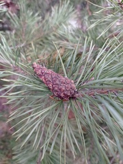Pinus sylvestris