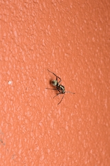 Polyrhachis cupreata