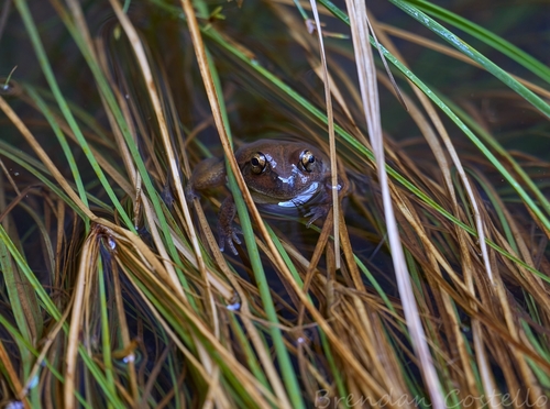 Main's Frog, Cyclorana maini