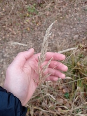 Calamagrostis epigejos