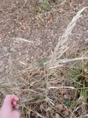 Calamagrostis epigejos