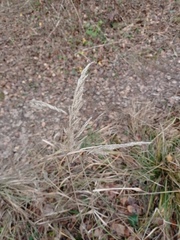 Calamagrostis epigejos