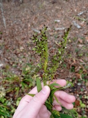 Solidago gigantea