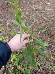 Solidago gigantea