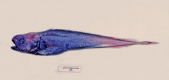 Longtail Cod photo 2