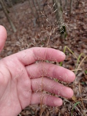 Agrostis capillaris