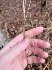 Agrostis capillaris