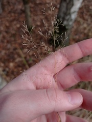 Agrostis capillaris
