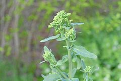 Brassica rapa