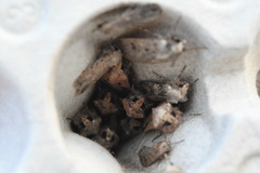 Agrotis puta