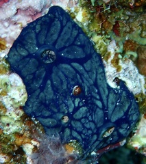 Hemimycale arabica