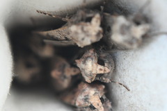 Agrotis puta