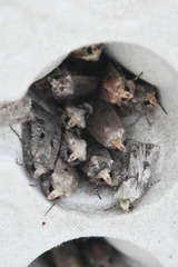 Agrotis puta