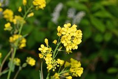 Brassica rapa