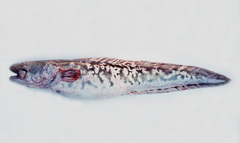 Genypterus blacodes