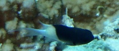 Pycnochromis dimidiatus