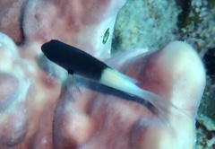 Pycnochromis dimidiatus