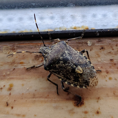 Rhaphigaster nebulosa