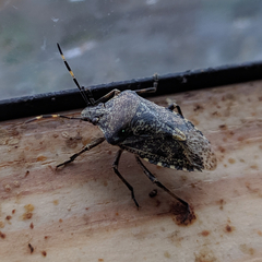 Rhaphigaster nebulosa