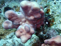 Millepora exaesa