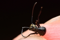 Polyrhachis cleopatra